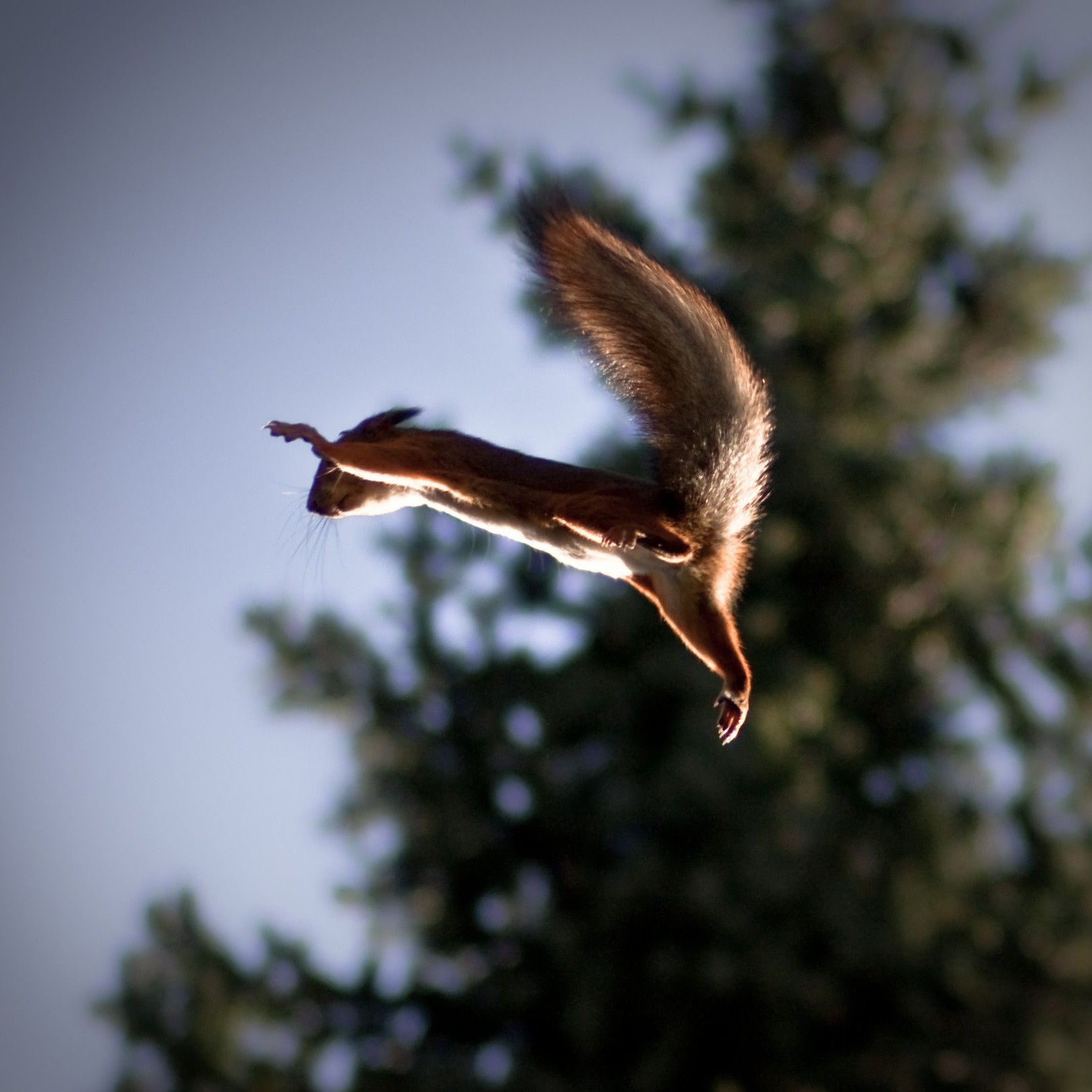 ardilla pájaro cielo vida silvestre naturaleza vuelo al aire libre animal sol volar libertad solo puesta de sol pluma árbol ala luz del día águila verano buen tiempo