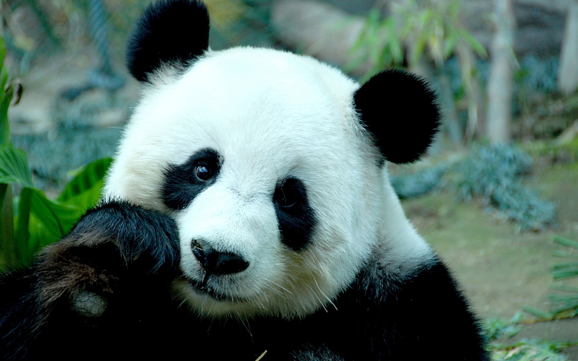 tiere säugetier panda tierwelt tier zoo natur wild niedlich porträt gras fell im freien raubtier panda