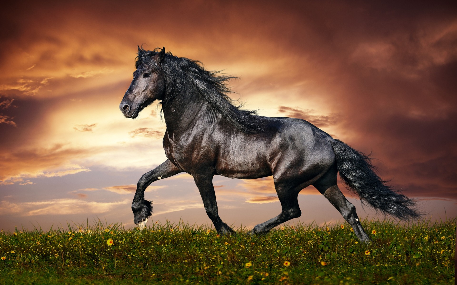 animales mare caballería caballo mamífero semental ecuestre cría de caballos mane campo puesta de sol animal pasto granja hierba mustang heno