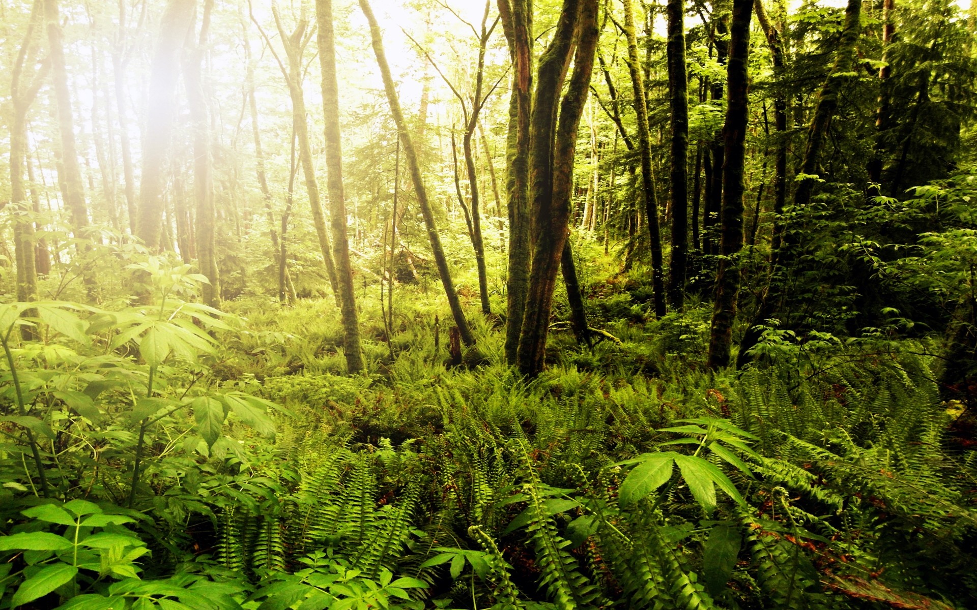 landscapes wood nature landscape leaf tree lush fern park environment dawn outdoors rainforest growth fair weather sun moss scenic wild sunbeam forest trees