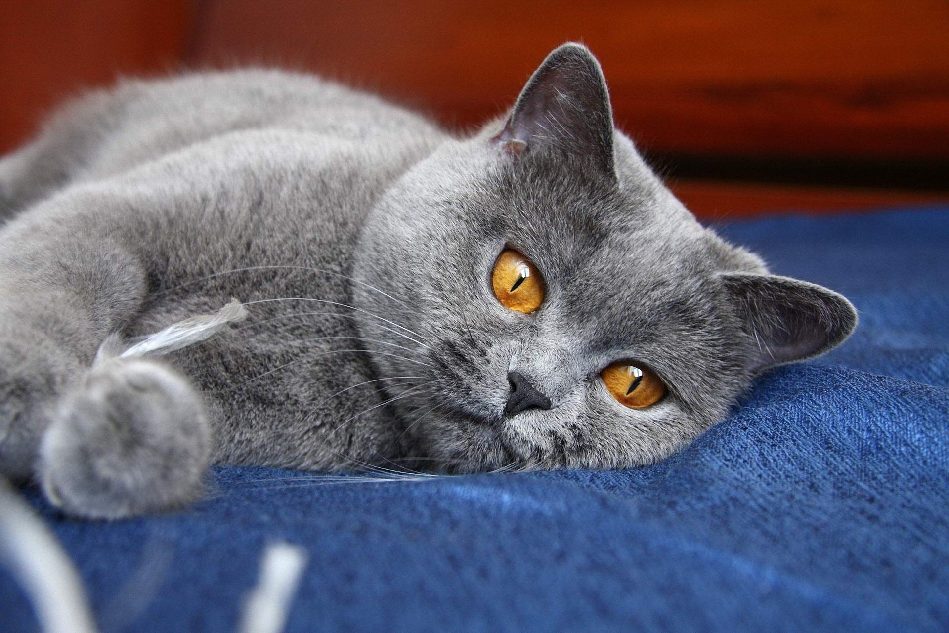 кошки кошка отечественные пэт животное милые пуховый млекопитающее котенок мех портрет серый глаз мало очаровательны один молодой просмотр волосы пушистый сидеть