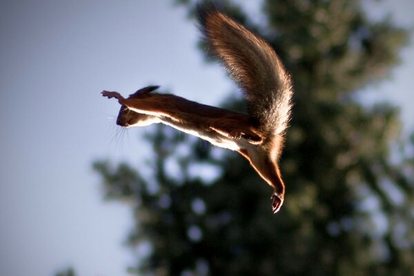 Flying squirrel on the background of a fir branch