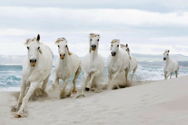 White horses run on the white sand of the beach