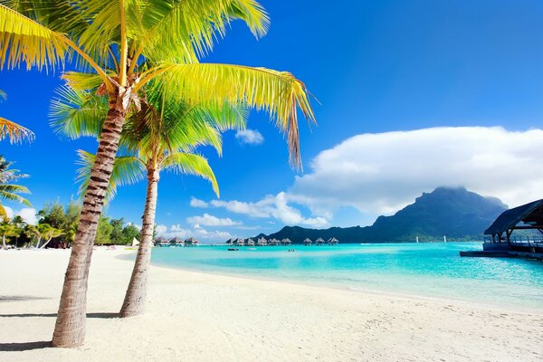 Tropical lagoon landscape with palm trees