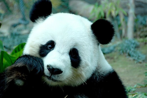 Милая панда на фоне природы