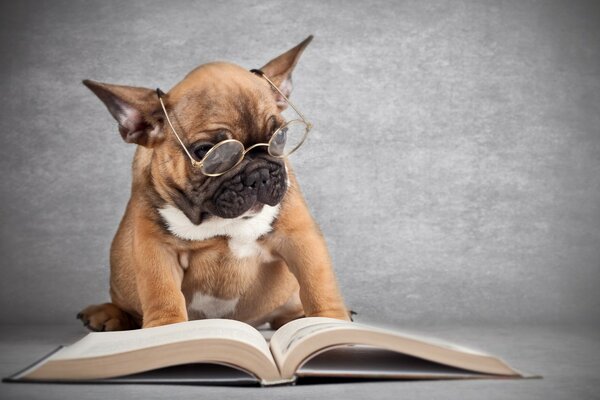 Buldogue bonito lendo um livro