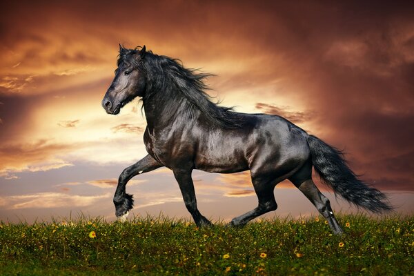 The horse prances through the field with flowers 