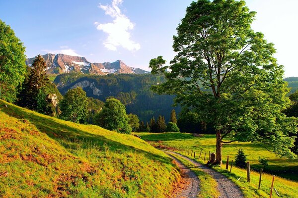 Die Sonne erhellt den Waldhang und die Bäume