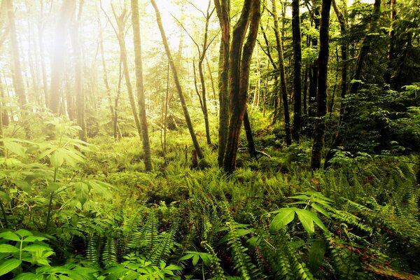 Waldlandschaft in der Sonne