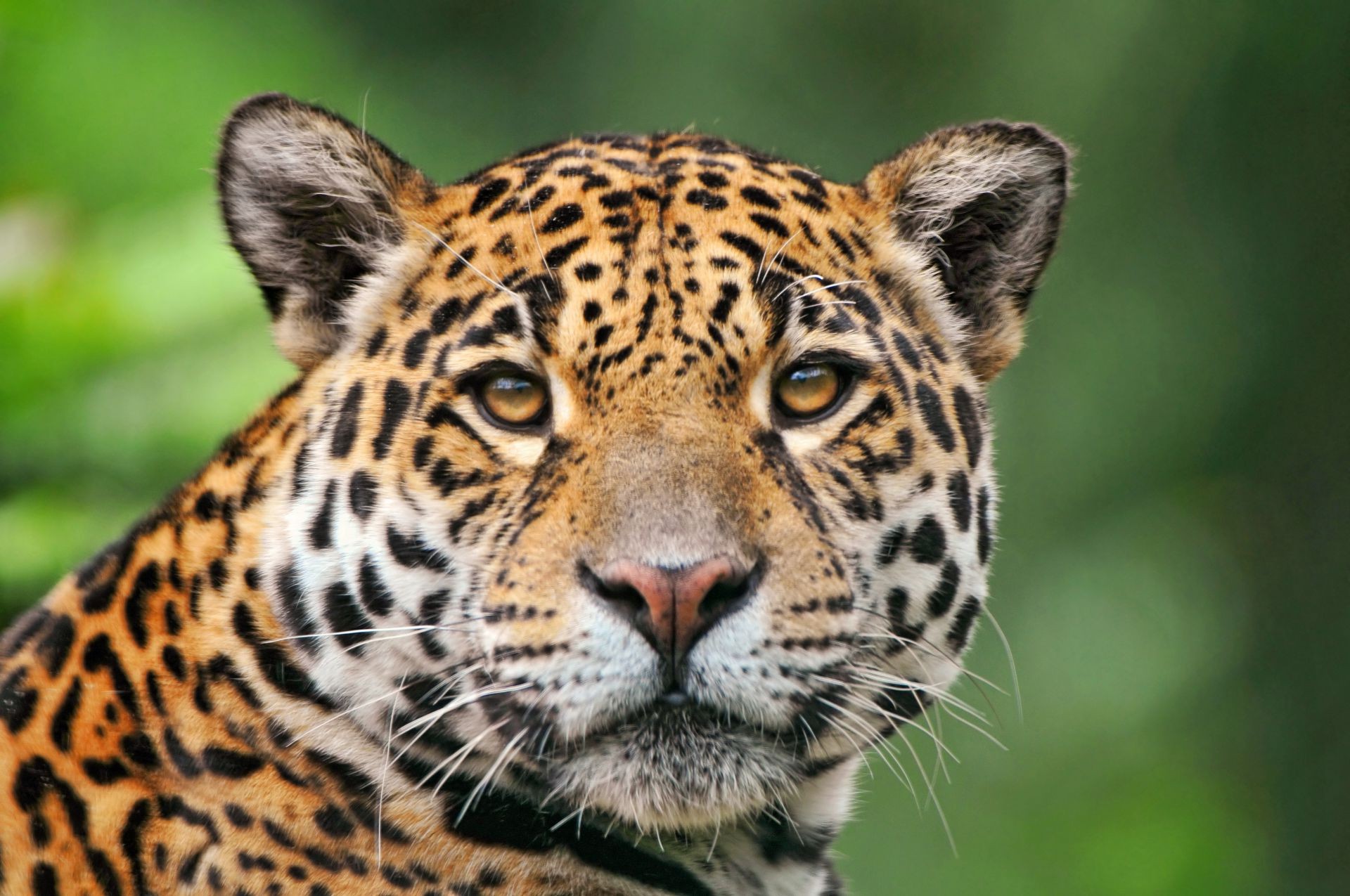 animales gato vida silvestre depredador leopardo animal selva cazador ojo mamífero zoológico