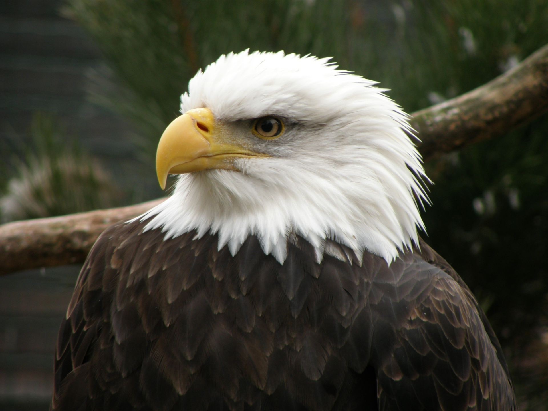 zwierzęta raptor orzeł bielik zdobycz ptak łysy dzika przyroda sokolnictwo hawk drapieżnik drapieżny majestatyczny sokół dziób natura zwierzę splendor latawiec lot