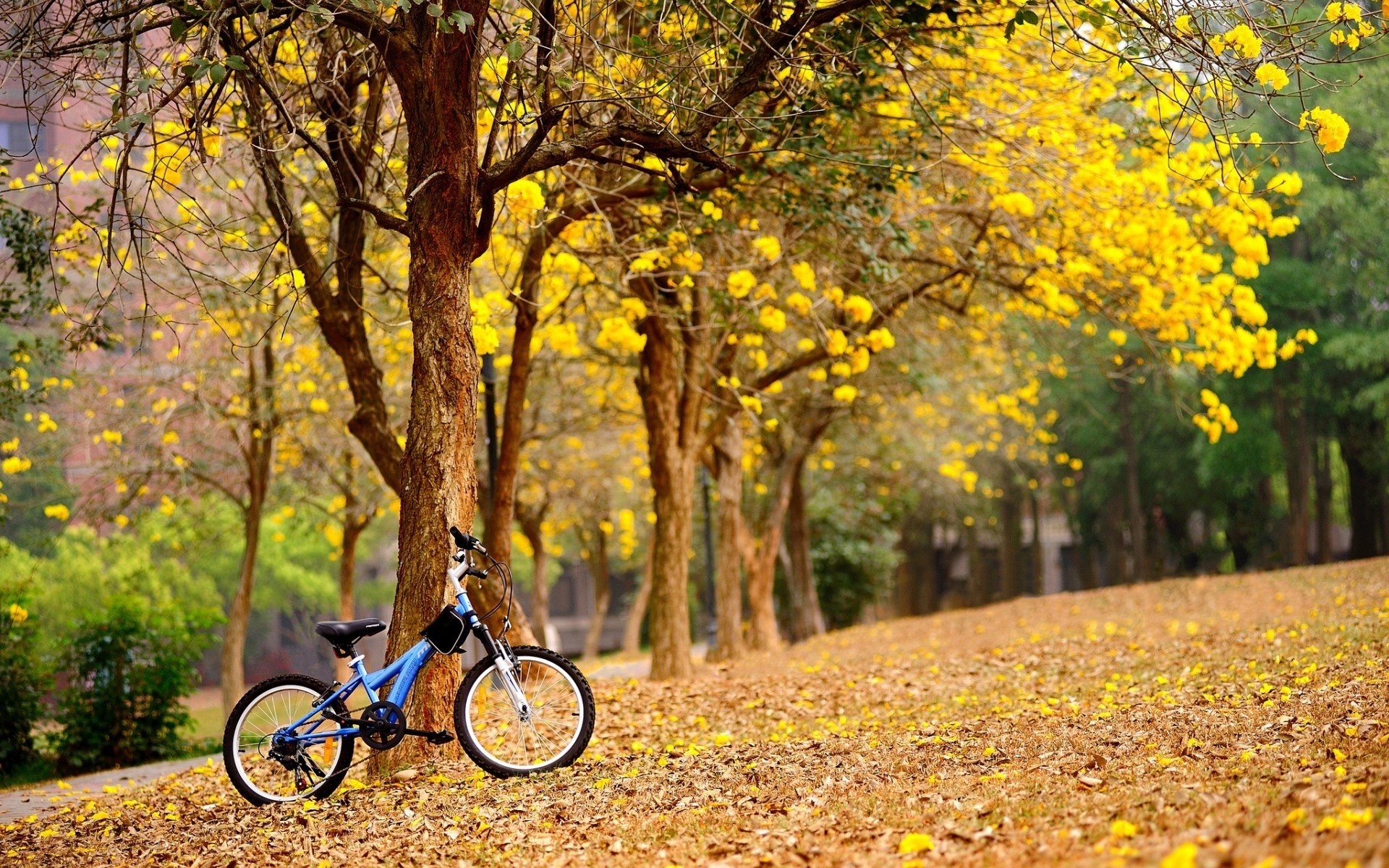 manzara sonbahar ağaç yaprak doğa ahşap sezon park açık havada flora manzara yol şube renk ortamlar orman