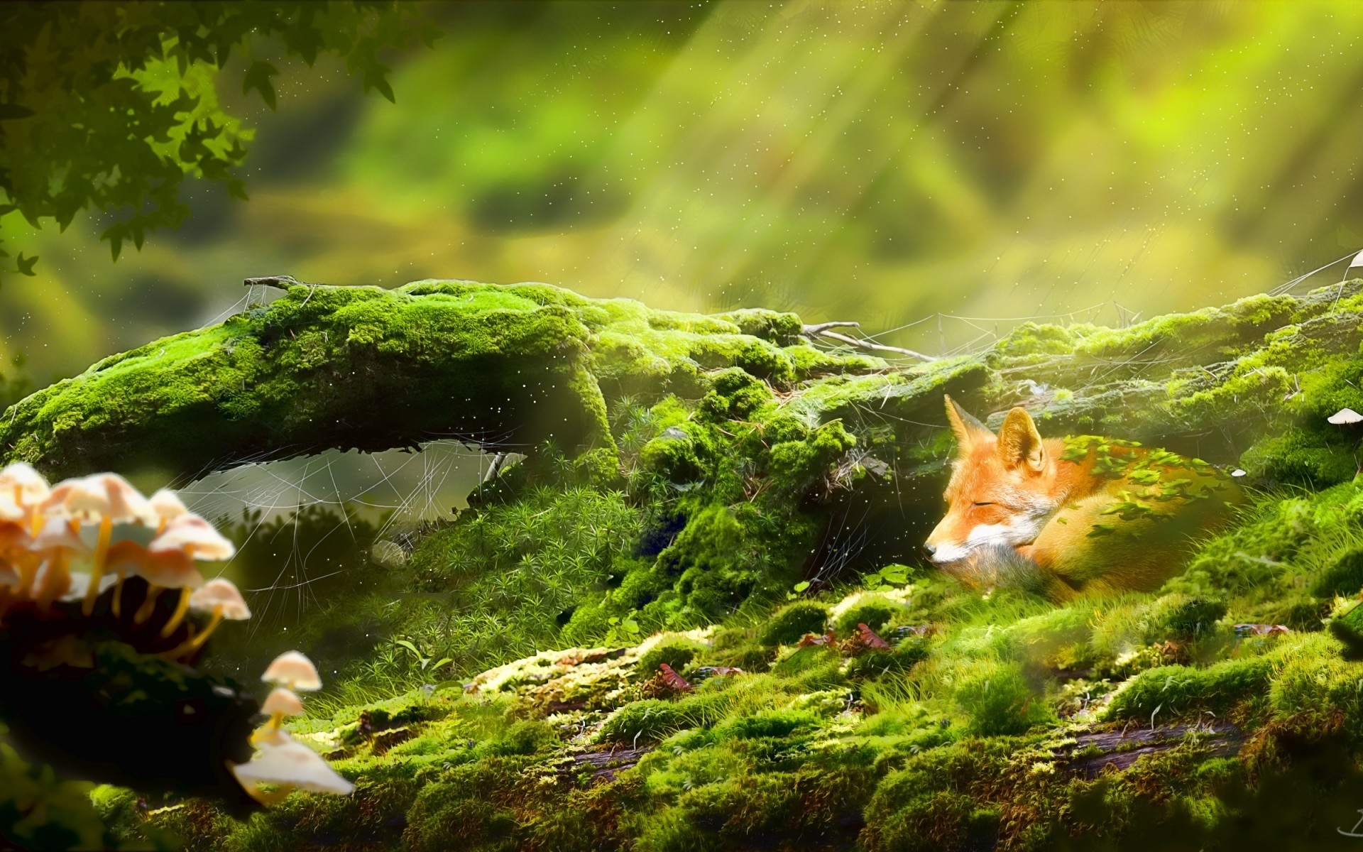 animals nature moss outdoors wood water tree leaf wild park summer fall beautiful grass fox