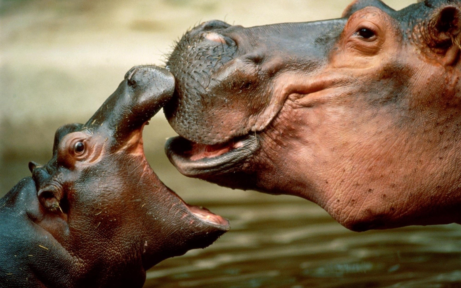 животные млекопитающее дикой природы гиппопотам зоопарк портрет тропический природа животное один мокрый воды лицо глава рот бегемотик