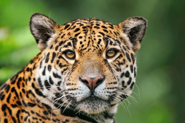 Leopard s muzzle on a green background