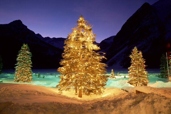 Árboles de Navidad decorados en el bosque en medio de colinas oscuras