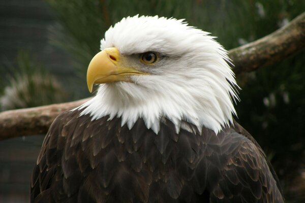 A proud eagle on the background of a branch