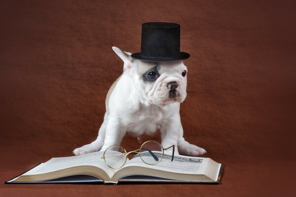 A white dog in a hat with a book and glasses