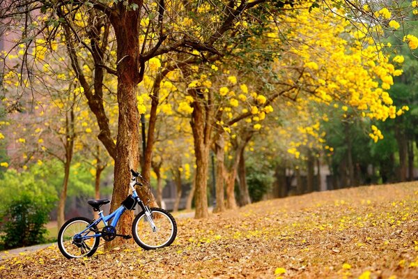 There is a blue bike in the park