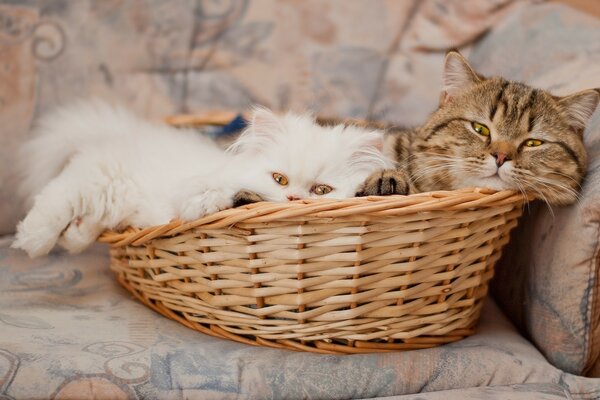 Dos gatos yacen en una cesta de mimbre