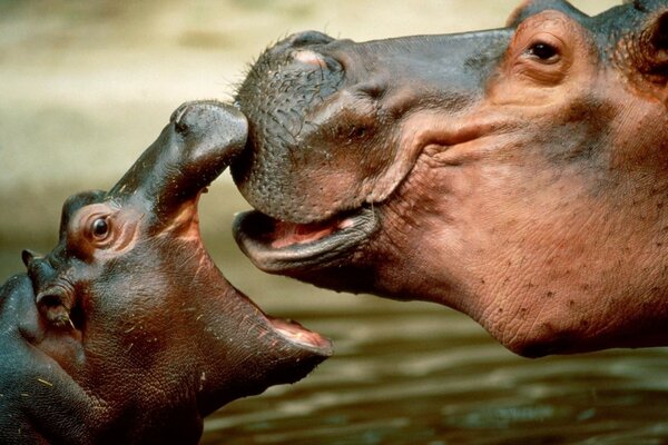 Hippo mom with her baby