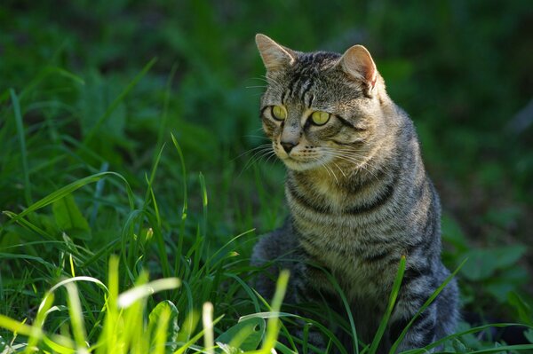 Doğada bir kedi ot yiyor