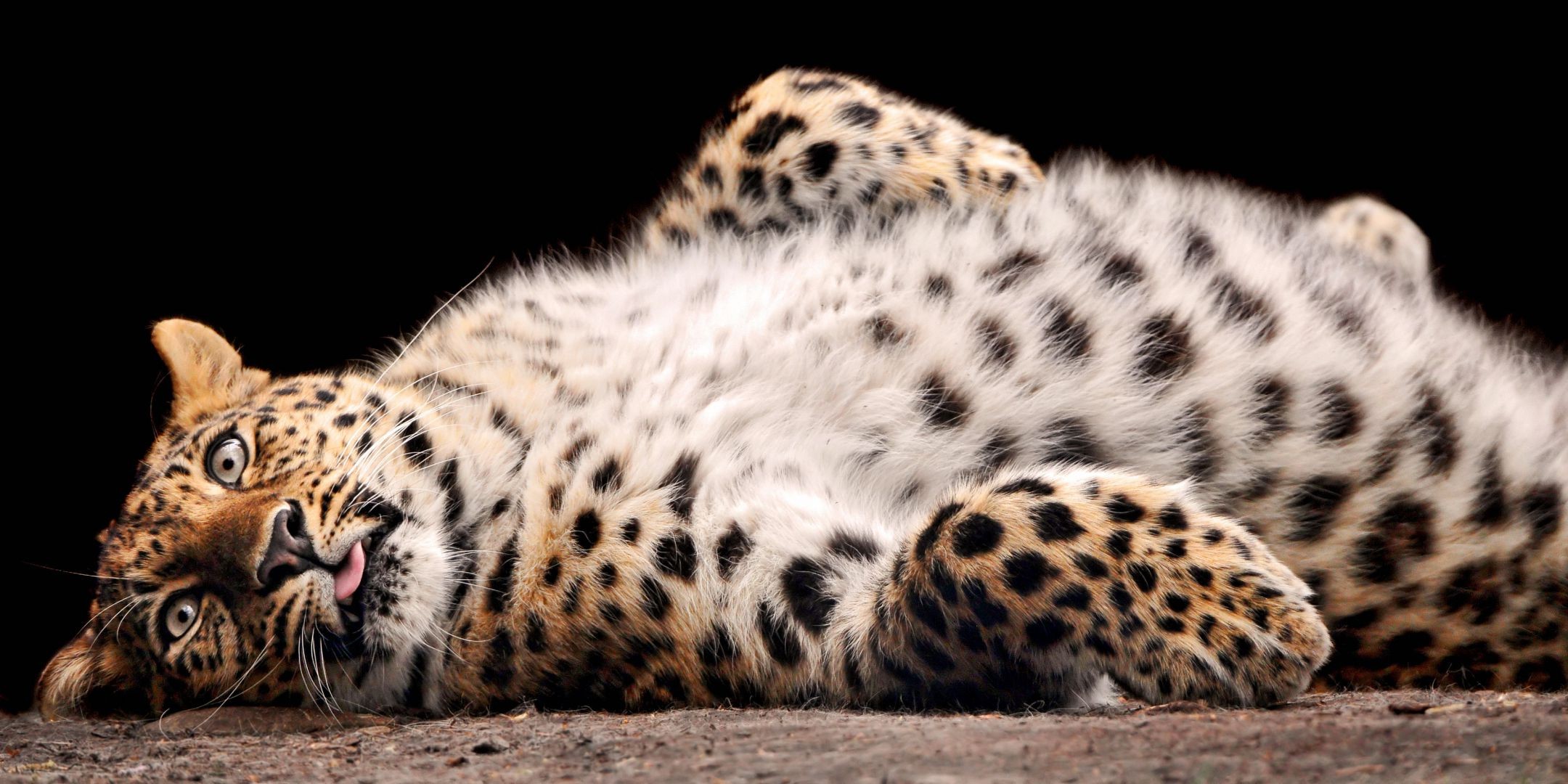 леопарды кошка дикой природы млекопитающее хищник леопард зоопарк животное сафари охотник мясоед тигр дикий мех большой гепард опасность