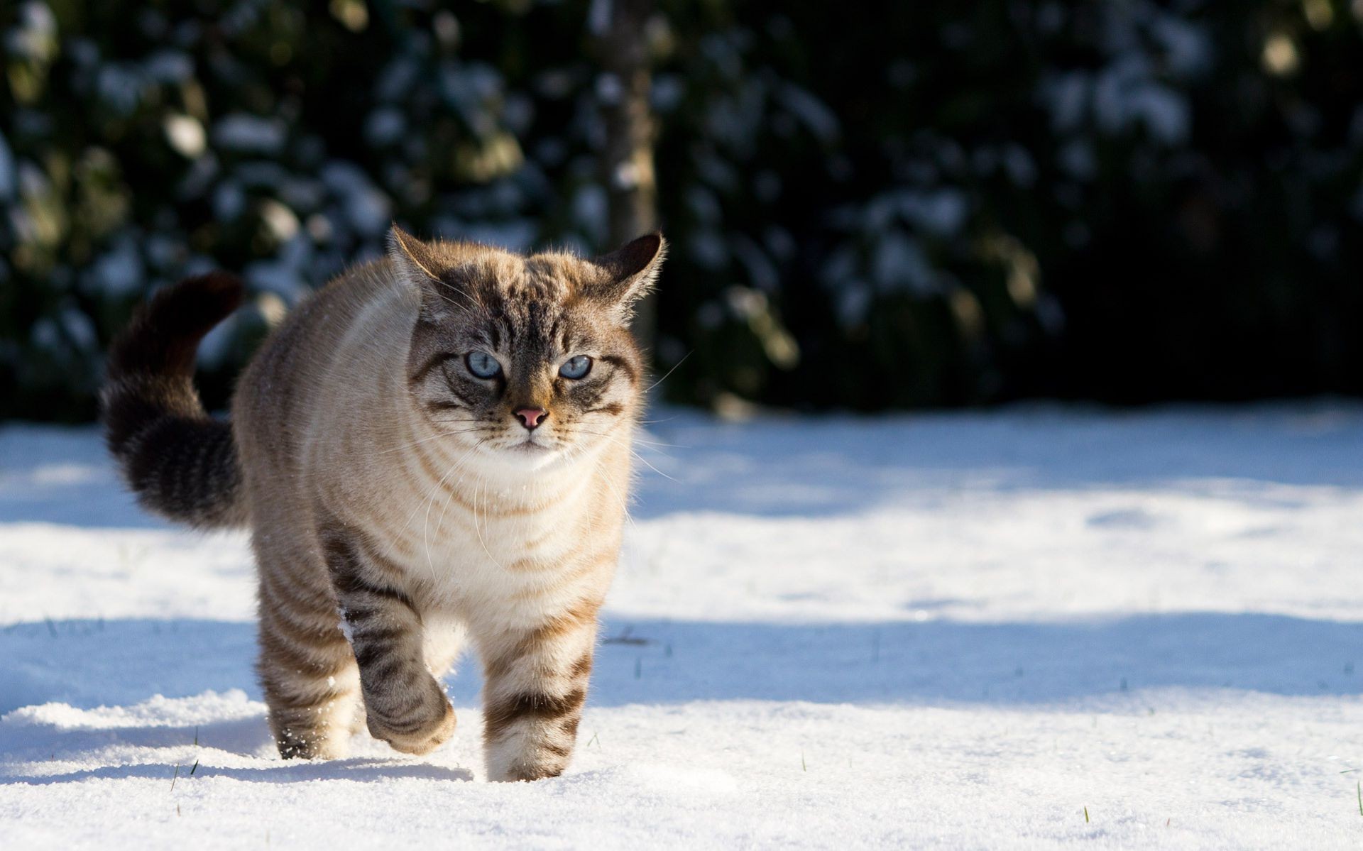 猫 哺乳动物 猫 冬天 肖像 雪 宠物 一 动物 户外 自然 可爱