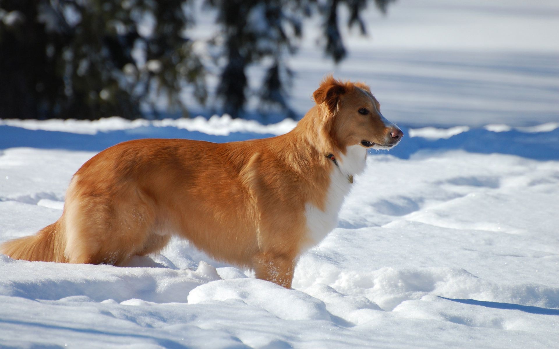 perros nieve invierno mamífero perro frío helada perro al aire libre