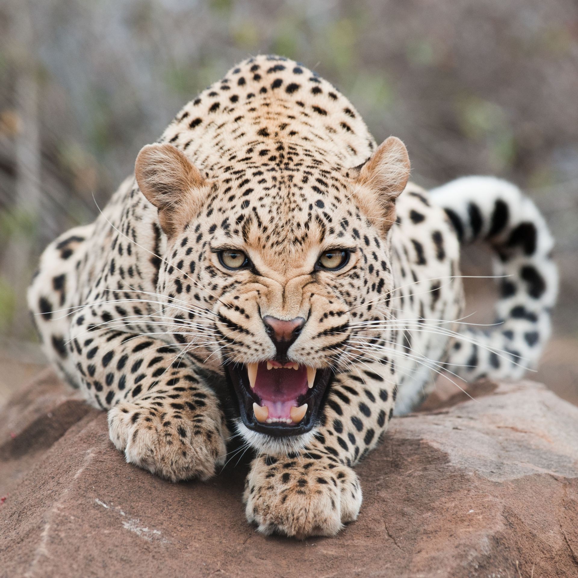 leopardos gato vida silvestre mamífero depredador safari leopardo cazador carnívoro animal zoológico piel salvaje grande peligro naturaleza ojo selva pantera en peligro de extinción tigre