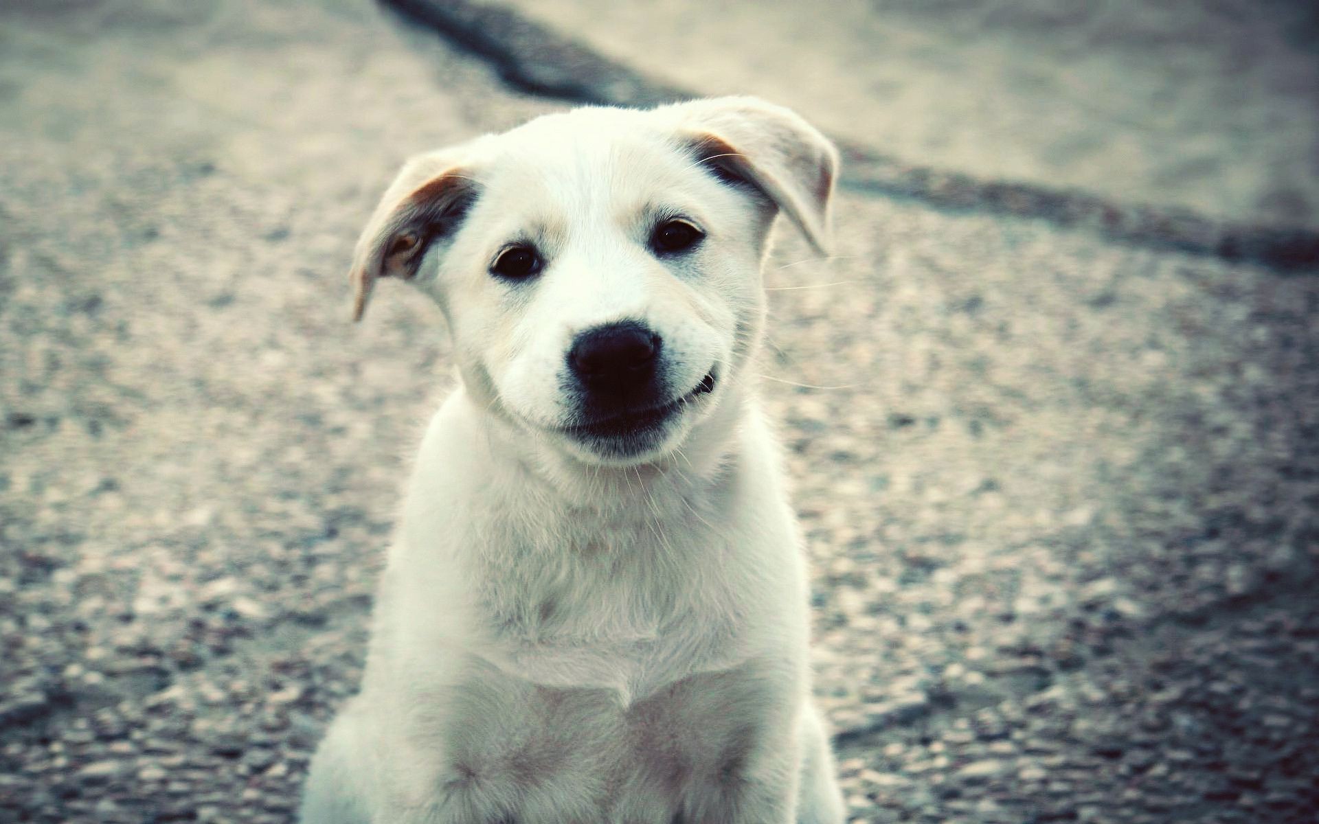 cane animale natura mammifero carino cane ritratto all aperto