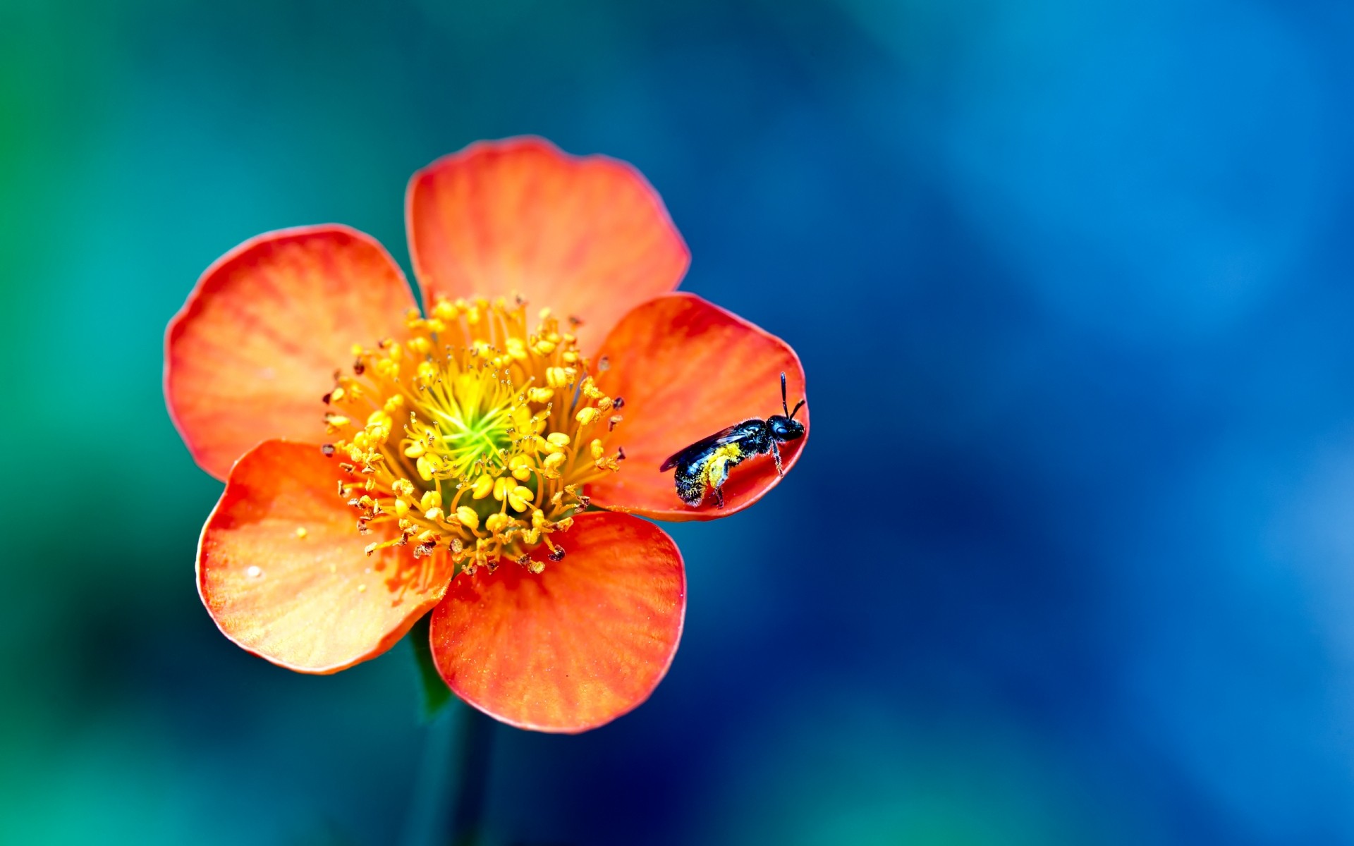 insectos naturaleza al aire libre flor verano desenfoque brillante hoja avispa insecto pétalos colores