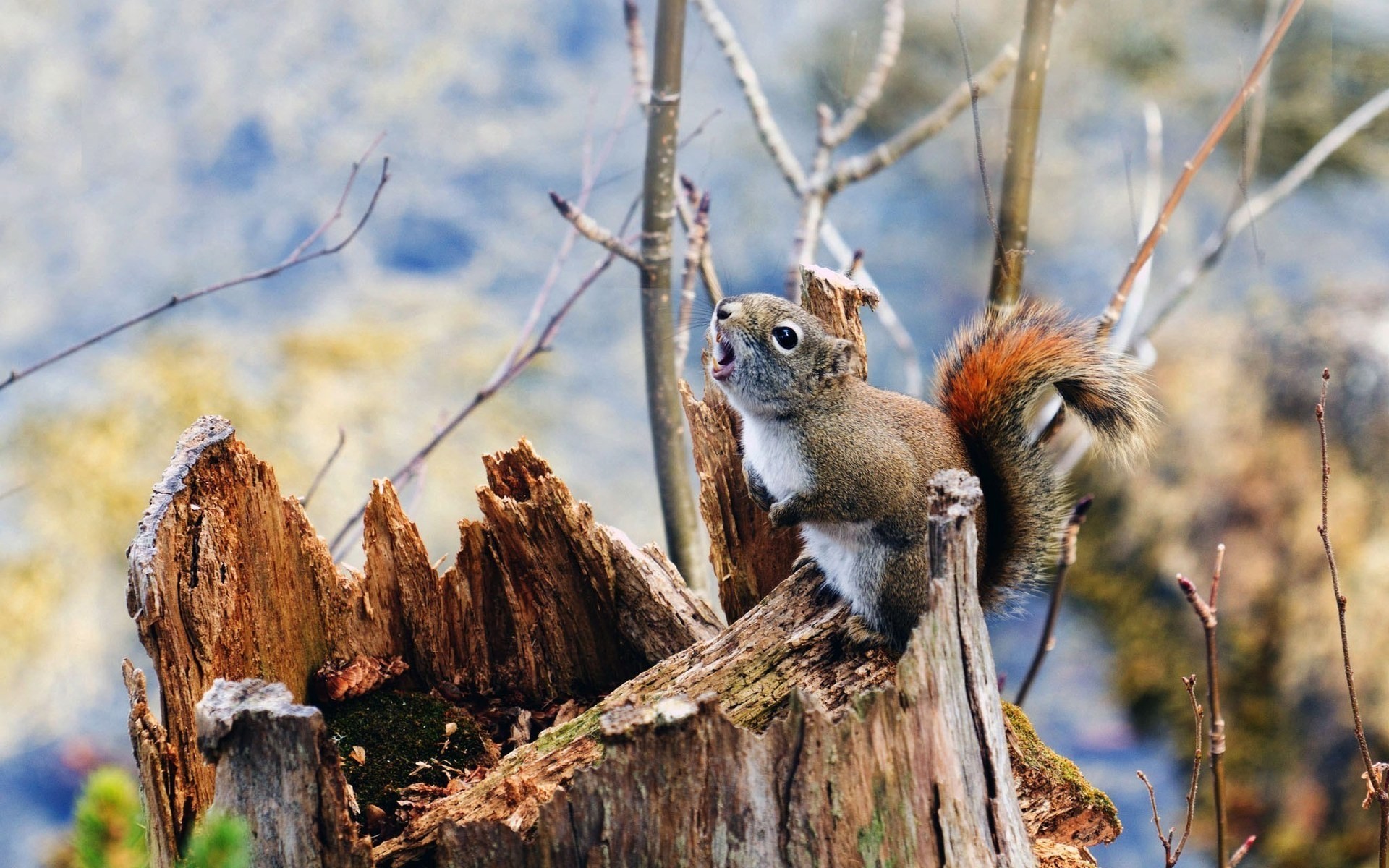 animals nature wildlife tree wood outdoors wild squirrel mammal animal rodent stump branches moss