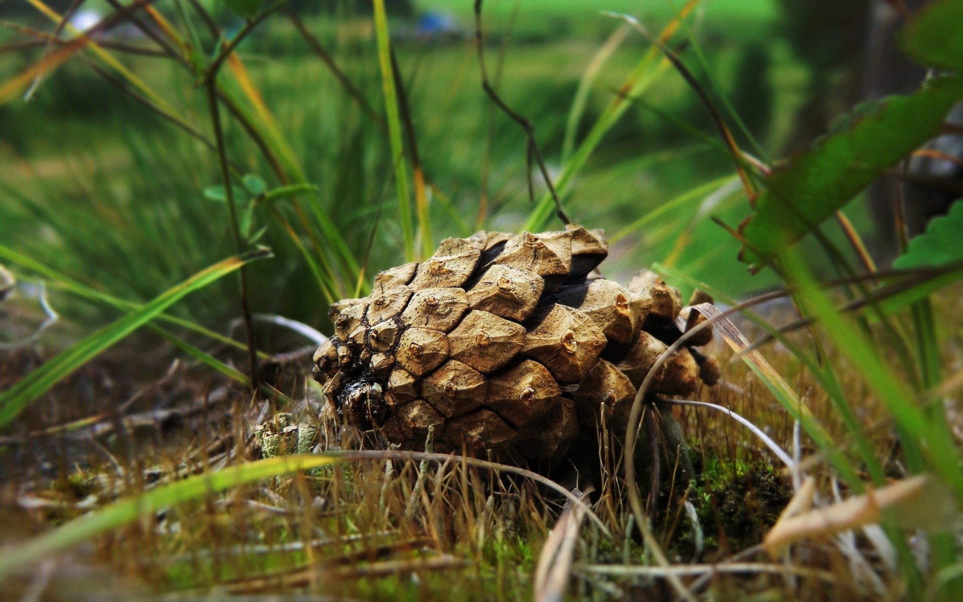 plantas naturaleza hierba al aire libre flora comida árbol primer plano madera temporada hoja medio ambiente escritorio