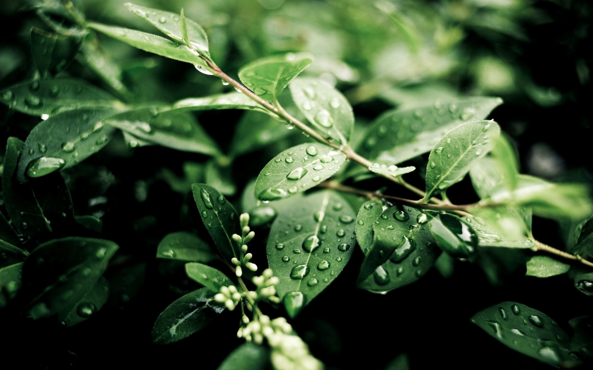 pflanzen blatt natur flora regen wachstum schließen sommer garten im freien frische medium tropfen baum essen grün wassertropfen