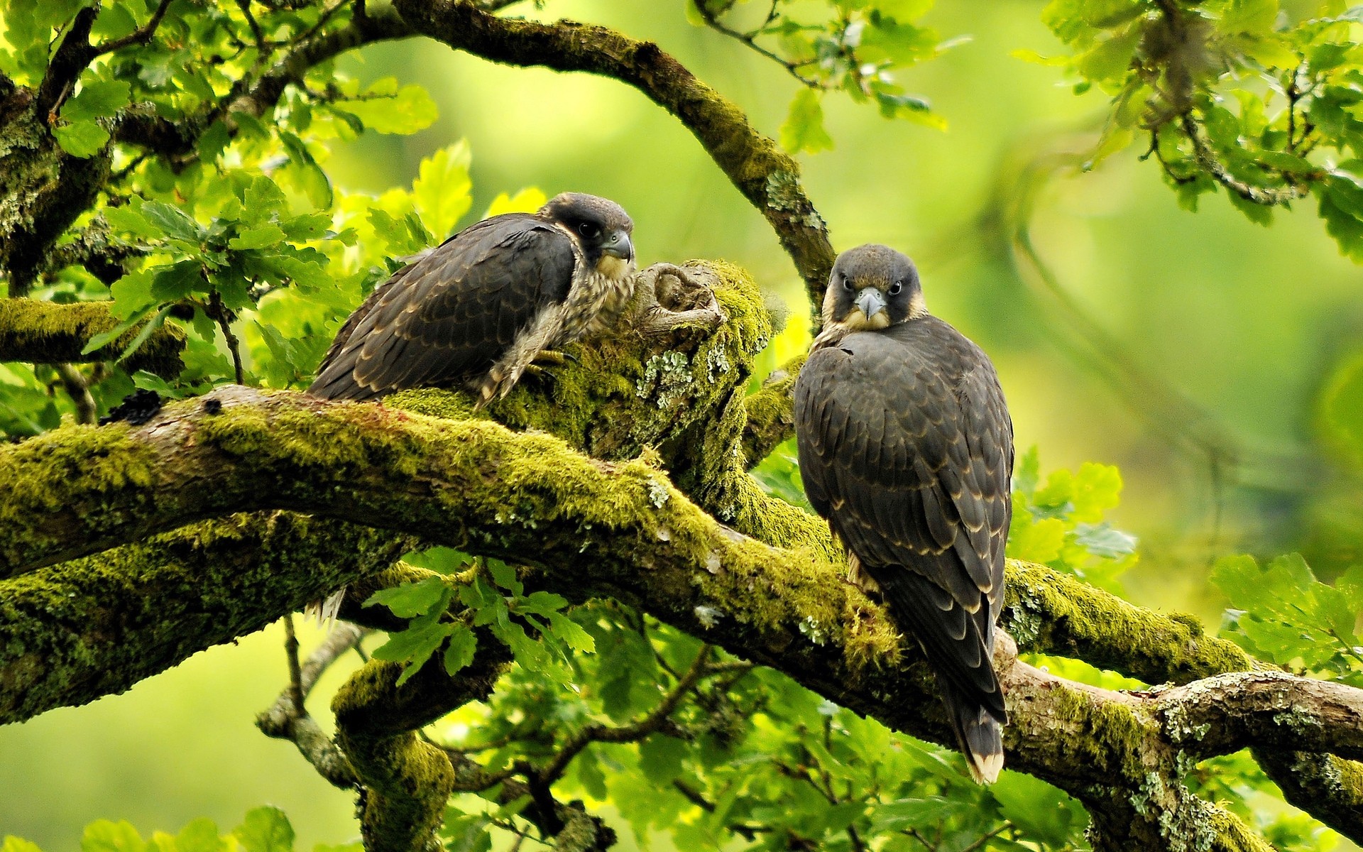 birds bird nature wildlife tree outdoors animal wild park wing peregrine falcon branches landscape