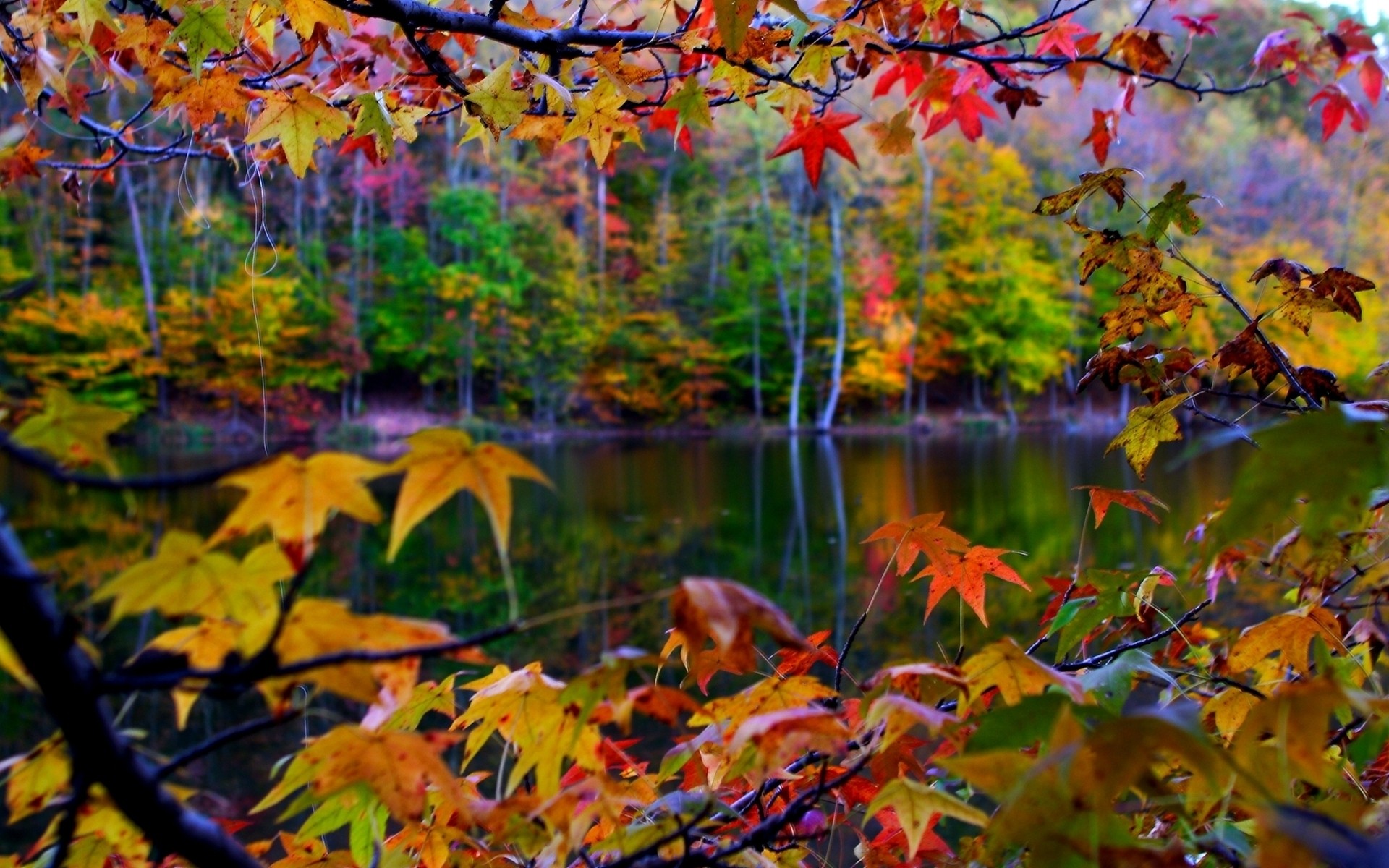 autumn fall leaf maple tree season nature park wood bright color branch flora lush vibrant outdoors gold background landscape leaf autumn leaves falling