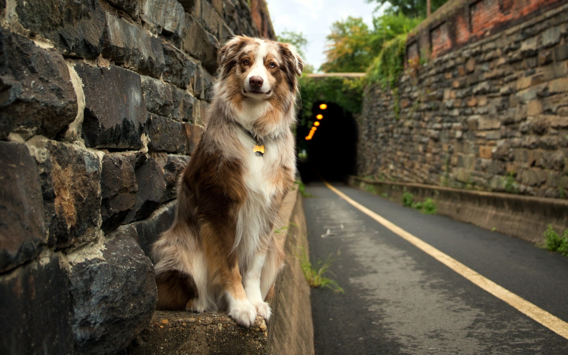 hunde im freien weinroter hund tunnel landschaft