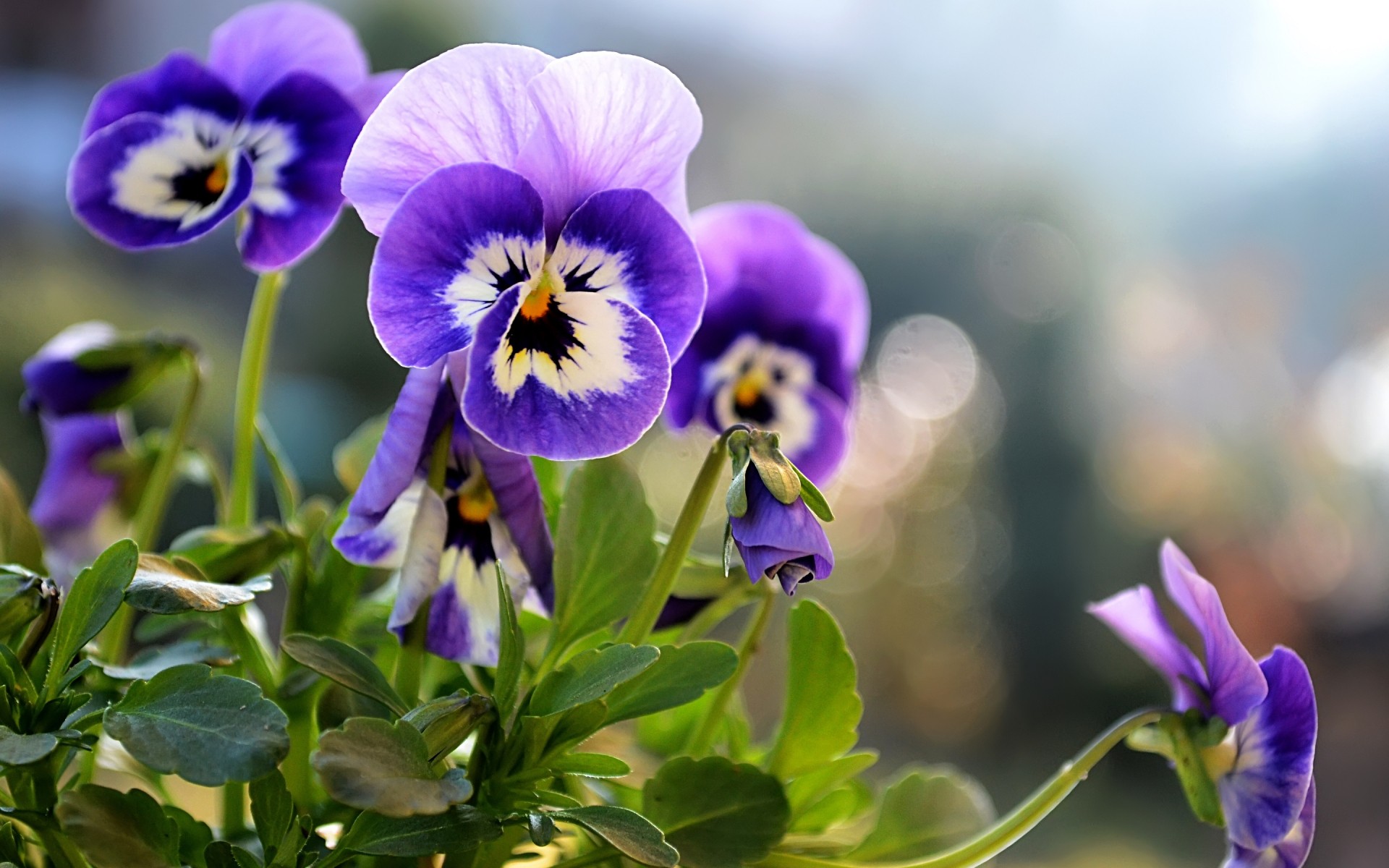 flores flor naturaleza hoja flora jardín violeta verano floral floración crecimiento brillante pensamientos color viola pétalo al aire libre buen tiempo primer plano fondo flor púrpura flores de primavera