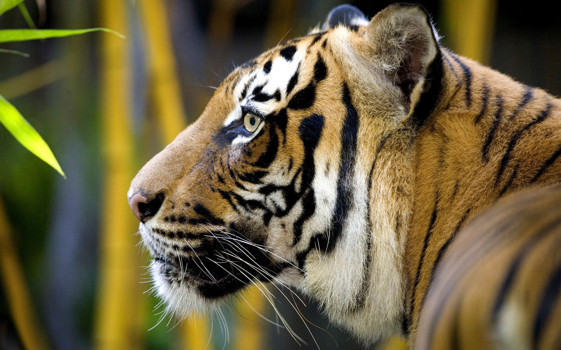 tiger katze tiger tierwelt zoo säugetier tier dschungel porträt raubtier wild jäger natur gefahr groß fell fleischesser