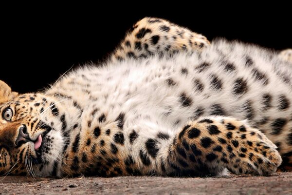 Leopard resting lying on its back