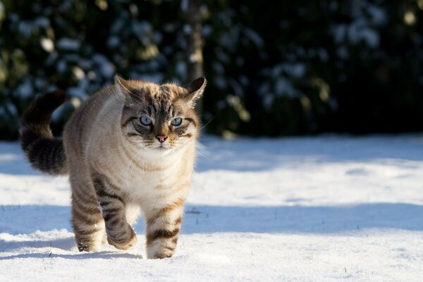 Fluffy cat on a snowy ground background