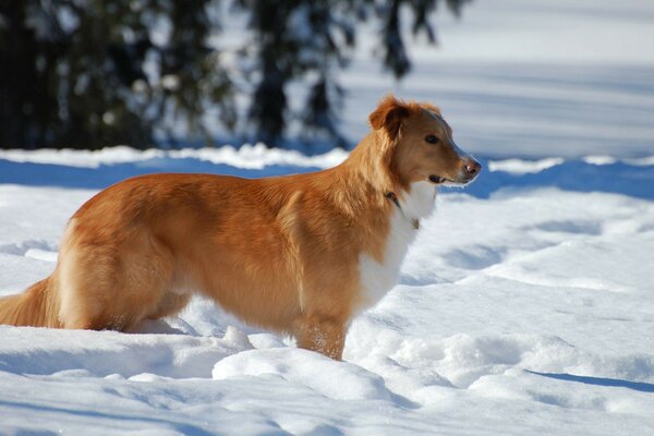 Cane rosso nella neve