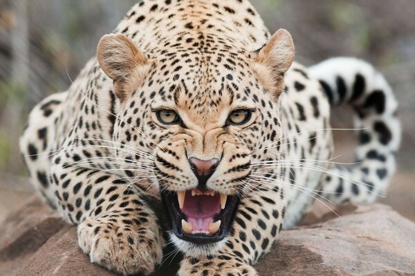 Cavando en la cámara un Jaguar manchado