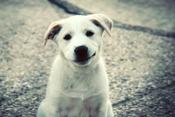 Chien souriant blanc dans la rue