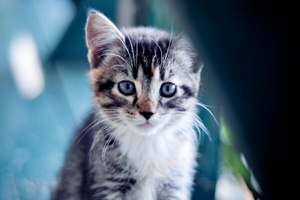 Retrato de un gatito por la tarde en la naturaleza