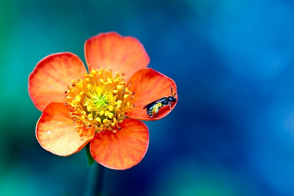 An insect on an orange flower with a blue background