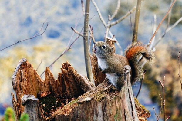 Schönes Eichhörnchen im Winterwald