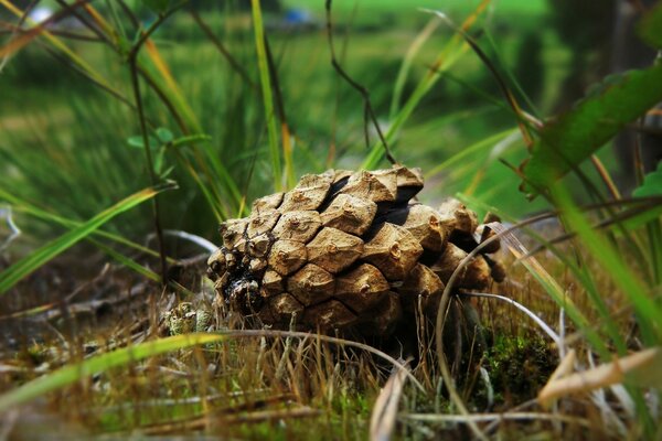 A pine cone on the ground by the grass