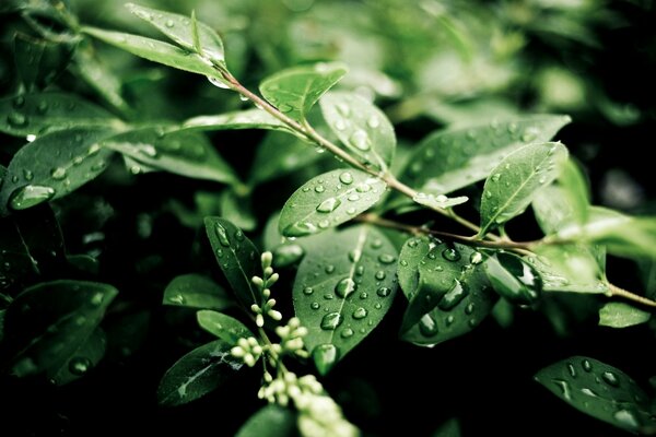 Gouttes de pluie sur les feuilles vertes